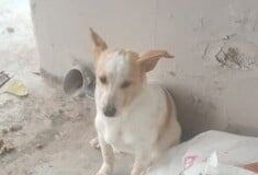 ΣΚΥΛΟΣ ΛΕΜΕΣΟΣ ΣΤΑΣΗ ΛΕΟΦΩΡΕΙΟΥ ΕΓΚΑΤΑΛΕΙΨΗ