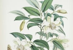 ΔΑΡΒΙΝΟΣ ΚΕΙΜΠΡΙΤΖ ΜΑΘΗΜΑ ΒΟΤΑΝΙΚΗ