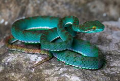 Τιρκουάζ οχιά και «ιπτάμενο φίδι» ανάμεσα στα σπάνια είδη που ανακαλύφθηκαν σε σπήλαιο στην Καμπότζη