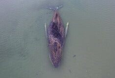 ΦΑΛΑΙΝΑ ΓΕΡΜΑΝΙΑ ΔΙΑΣΩΣΗ