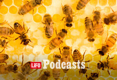 Πώς θα προστατεύσουμε τις μέλισσες;