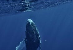 ΦΑΛΑΙΝΑ ΦΥΣΗΤΗΡΑΣ ΓΕΝΝΑ