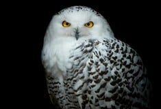 ΚΟΥΚΟΥΒΑΓΙΑ ΟΗΕ ΕΙΔΗ ΖΩΑ