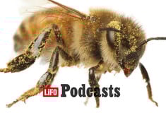 Πώς θα προστατεύσουμε τις μέλισσες;