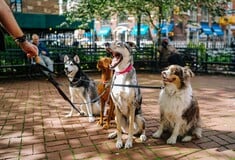 ΚΛΙΜΑ ΚΛΙΜΑΤΙΚΗ ΑΛΛΑΓΗ ΣΚΥΛΙΑ ΚΑΤΟΙΚΙΔΙΑ