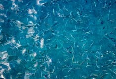 ΑΓΓΛΙΑ ΨΑΡΙΑ ΥΠΕΡΑΛΊΕΥΣΗ ΑΚΤΙΒΙΣΤΕΣ