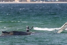 ΓΕΡΜΑΝΙΑ ΜΕΓΑΠΤΕΡΗ ΦΑΛΑΙΝΑ ΔΙΑΣΩΣΗ