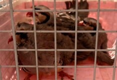 ΑΜΠΕΛΟΚΗΠΟΙ ΠΑΡΑΝΟΜΟ ΜΑΝΤΡΙ ΕΦΕΤ CEO ΕΤΑΙΡΕΙΑΣ