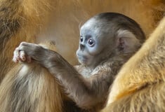 ΒΕΛΓΙΟΣ ΧΡΥΣΟΡΡΥΓΧΟΣ ΠΙΘΗΚΟΣ