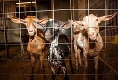 Μαντρί στον 16ο όροφο: Τι επιτρέπει και τι απαγορεύει ο νόμος