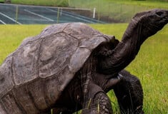 ΧΕΛΩΝΑ ΑΠΑΤΗ ΚΡΥΠΤΟΝΟΜΙΣΜΑΤΑ