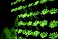 ΚΙΝΑ ΕΠΙΣΤΗΜΟΝΕΣ ΦΥΤΑ ΦΩΣ