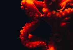 ΧΤΑΠΟΔΙ ΠΛΟΚΑΜΙ ΖΕΥΓΑΡΩΜΑ