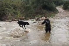 ΣΚΥΛΟΙ ΧΑΛΚΙΔΙΚΗ ΔΙΑΣΩΣΗ ΒΡΟΧΟΠΤΩΣΗ ΠΟΤΑΜΟΣ