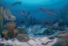 ΕΞΕΛΙΞΗ ΜΕΛΕΤΗ ΖΩΑ