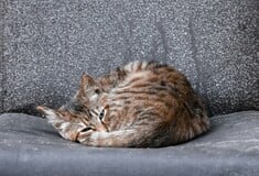 ΠΑΓΚΟΣΜΙΑ ΗΜΕΡΑ ΑΔΕΣΠΟΤΩΝ ΖΩΩΝ ΣΗΜΕΡΑ