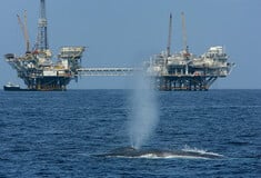 ΦΑΛΑΙΝΑ ΝΤΟΝΑΛΝΤ ΤΡΑΜΠ ΠΕΡΙΒΑΛΛΟΝ ΑΠΕΙΛΟΥΜΕΝΟ ΕΙΔΟΣ