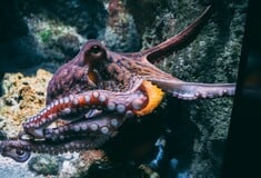 ΧΤΑΠΟΔΙ ΠΡΟΓΕΣΤΕΡΩΝΗ ΠΛΟΚΑΜΙ