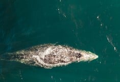 ΦΑΛΑΙΝΑ ΗΠΑ ΟΥΑΣΙΝΓΚΤΟΝ