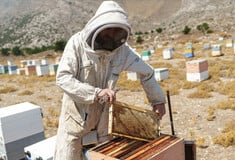 Πώς φροντίζεις 600 κυψέλες στο νησί της Καρπάθου;