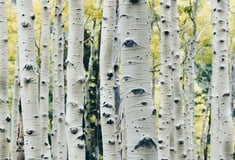 ΝΕΑΝΤΕΡΤΑΛ ΚΟΛΛΩΔΗΣ ΟΥΣΙΑ ΑΝΤΙΒΑΚΤΗΡΙΑΚΟ ΦΑΡΜΑΚΟ