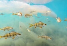 ΦΩΤΟΓΡΑΦΙΑ ΦΙΝΛΑΝΔΙΑ ΨΑΡΙΑ