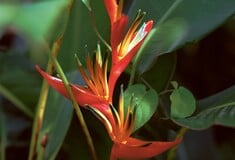 Η βία που γεννά η ομορφιά Ή Φρίκη στον Παράδεισο