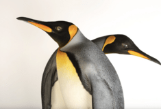 Οι αυτοκρατορικοί πιγκουίνοι θεωρούνται πλέον απειλούμενο είδος