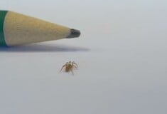 ΑΡΑΧΝΗ ΙΣΠΑΝΙΑ