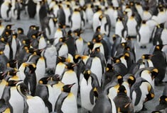 ΑΥΤΟΚΡΑΤΟΡΙΚΟΙ ΠΙΓΚΟΥΙΝΟΙ ΑΠΕΙΛΟΥΜΕΝΟ ΕΙΔΟΣ ΑΝΤΑΡΚΤΙΚΗ