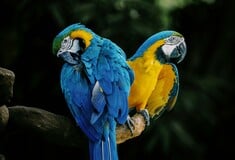 ΜΑΚΑΟ ΒΡΑΖΙΛΙΑ