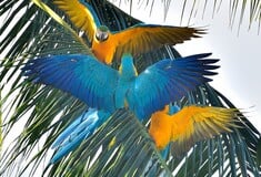 Βραζιλία: Οι κυανόχρυσοι μακάο επέστρεψαν στο Ρίο μετά από 200 χρόνια