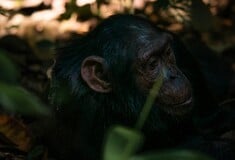 ΟΥΓΚΑΝΤΑ ΧΙΜΠΑΤΖΗΔΕΣ ΕΜΦΥΛΙΟΣ