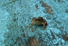 ΠΟΛΩΝΙΑ ΒΑΤΡΑΧΟΙ