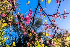 ΚΥΡΙΑΚΗ ΘΩΜΑ 2026 ΠΟΤΕ ΠΕΦΤΕΙ