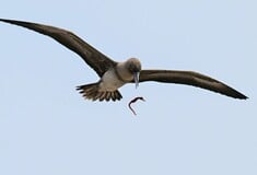 ΣΠΑΝΙΟ ΣΤΙΓΜΙΟΤΥΠΟ ΠΤΗΝΟ NATIONAL GEOGRAPHIC
