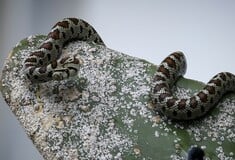 ΣΥΡΟΣ ΔΑΓΚΩΜΑ ΟΧΙΑ ΦΙΔΙ 13ΧΡΟΝΟΣ