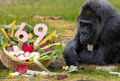 ΓΟΡΙΛΑΣ ΦΑΤΟΥ ΒΕΡΟΛΙΝΟ ΡΕΚΟΡ