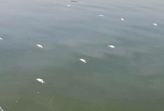 ΝΕΚΡΑ ΨΑΡΙΑ ΛΙΜΝΗ ΠΑΜΒΩΤΙΔΑ