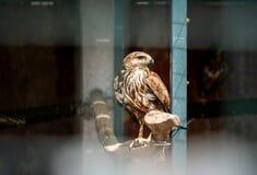 Μια διαφορετική Δευτέρα στο γραφείο: Επίσκεψη στο καταφύγιο της ΑΝΙΜΑ με το The Collective 