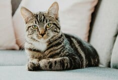 ΒΡΕΤΑΝΙΑ ΓΑΤΕΣ ΚΑΤΟΙΚΙΔΙΑ ΨΥΛΛΟΙ ΦΑΡΜΑΚΑ