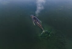 ΜΕΓΑΠΤΕΡΗ ΦΑΛΑΙΝΑ ΓΕΡΜΑΝΙΚΕΣ ΑΚΤΕΣ