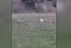 ΗΜΑΘΙΑ ΖΑΡΚΑΔΙ ΑΛΜΠΙΝΙΣΜΟΣ