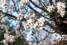 ΚΑΙΡΟΣ ΑΝΟΙΞΗ ΑΦΡΙΚΑΝΙΚΗ ΣΚΟΝΗ