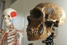 ΜΕΛΕΤΗ ΕΞΕΛΙΞΗ ΑΝΘΡΩΠΟΥ HOMO SAPIENS