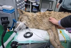 ΝΟΤΙΑ ΚΟΡΕΑ ΛΥΚΟΣ