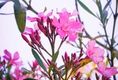 ΠΙΚΡΟΔΑΦΝΗ ΣΧΟΛΕΙΑ ΠΑΙΔΙΑ ΚΙΝΔΥΝΟΣ ΔΗΛΗΤΗΡΙΑΣΗ