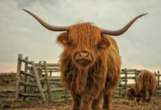 ΑΓΕΛΑΔΕΣ ΚΤΗΝΟΤΡΟΦΟΣ ΒΡΕΤΑΝΙΑ TIKTOK TIKTOKERS