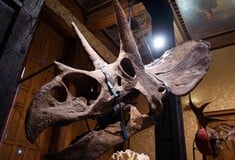 ΑΜΣΤΕΡΝΤΑΝ ΔΕΙΝΟΣΑΥΡΟΙ ΕΚΘΕΣΗ ΤΕΧΝΗ