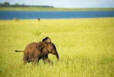 ΕΛΕΦΑΝΤΑΣ ΜΗΤΕΡΑ ΠΑΙΔΙ ΜΩΡΟ ΗΠΑ ΖΩΟΛΟΓΙΚΟΣ ΚΗΠΟΣ